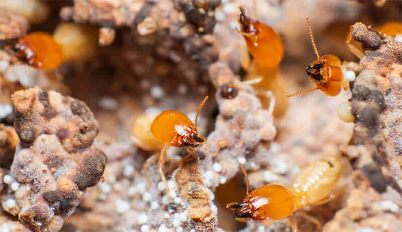 Phòng chống mối công trình xây dựng mới